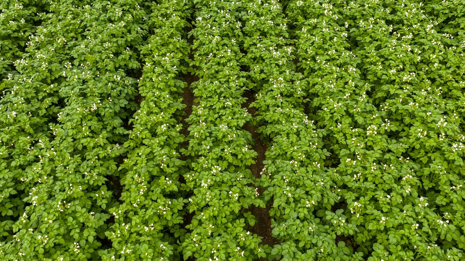 Widok z góry na pole zielono kwitnących ziemniaków - widać pojedyńcze białe kwiaty i równe grządki